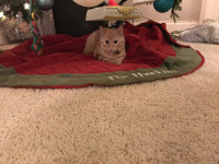 Christmas Cat
