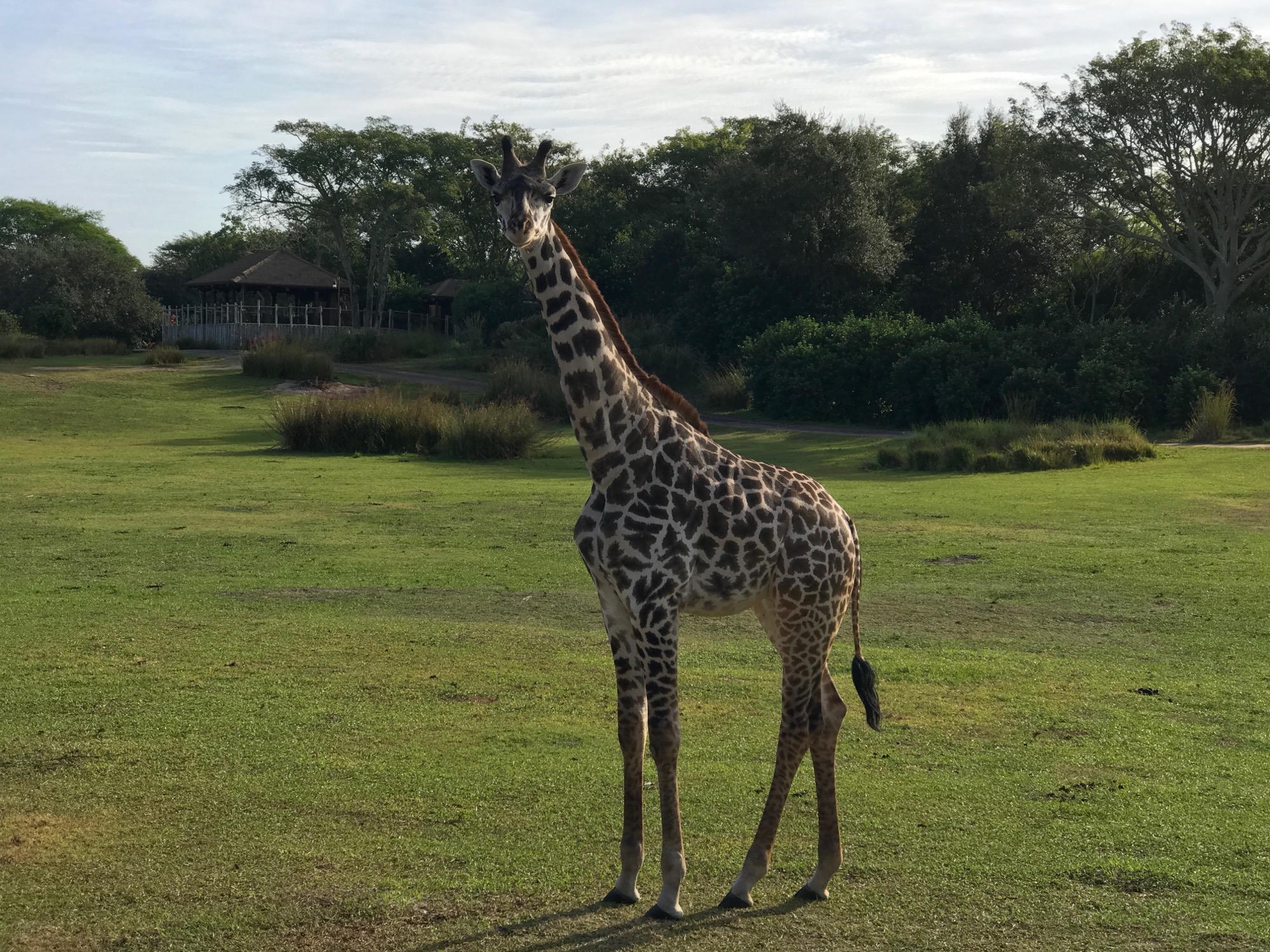 disney-trip-2016-91 photo