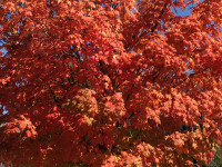 Fall Colors 2016