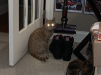 Hell Cat