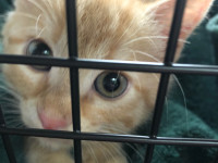 We Got a Cat